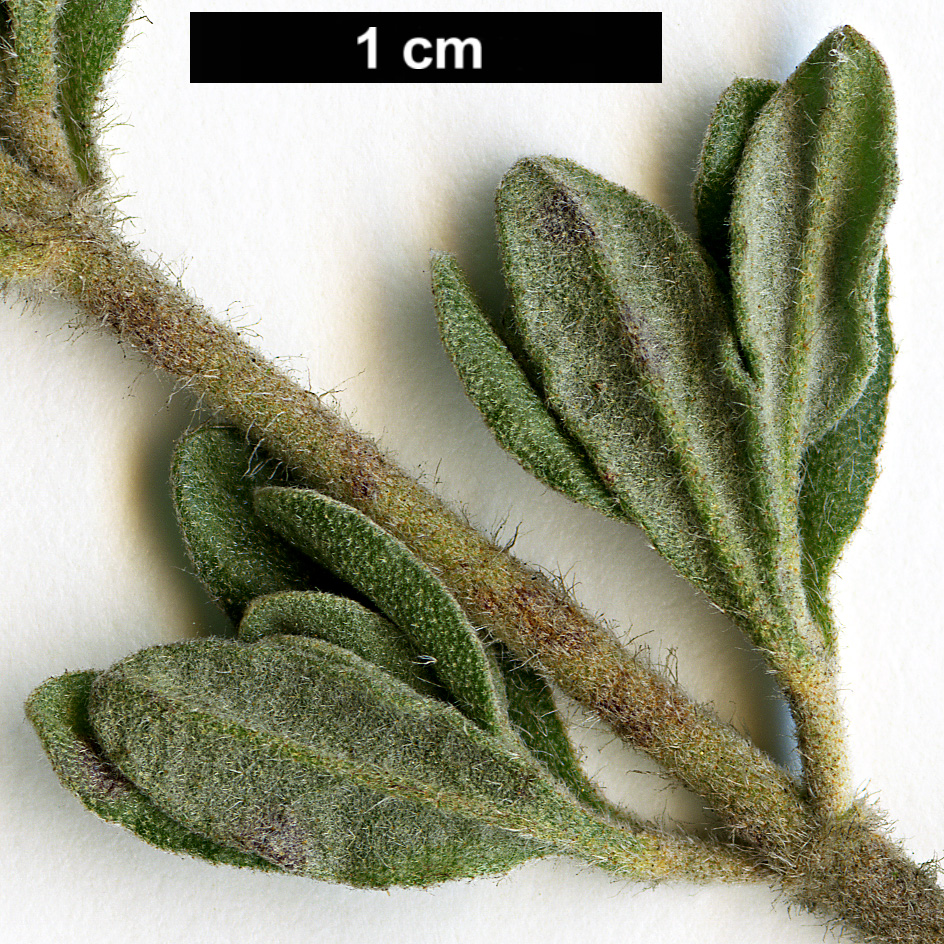 High resolution image: Family: Cistaceae - Genus: Halimium - Taxon: lasianthum - SpeciesSub: subsp. formosum